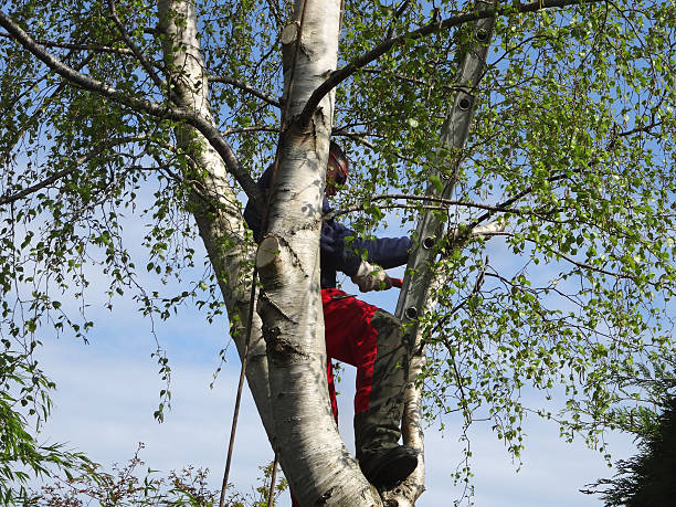 Best Storm Damage Tree Cleanup  in Kaysville, UT